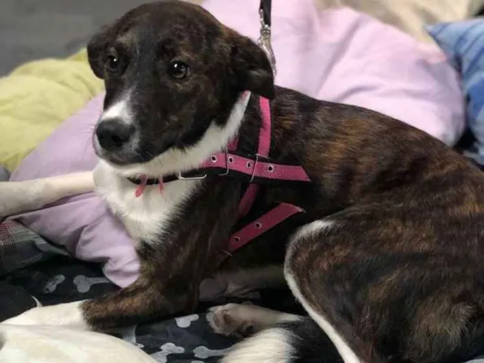 Cachorro ra a SRD idade 1 ano nome Pérola 