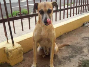 Cachorro raça SRD idade 3 anos nome Bob