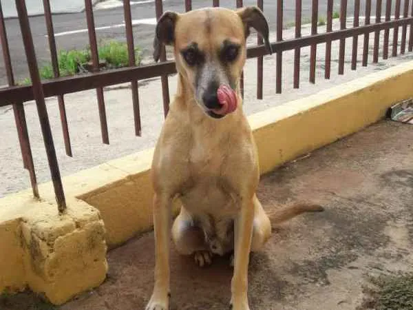 Cachorro ra a SRD idade 3 anos nome Bob