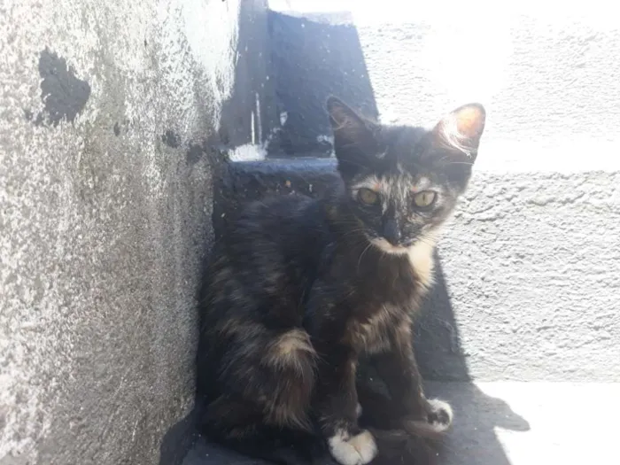 Gato ra a S/D idade 2 a 6 meses nome Pretinha