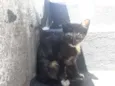 Pretinha