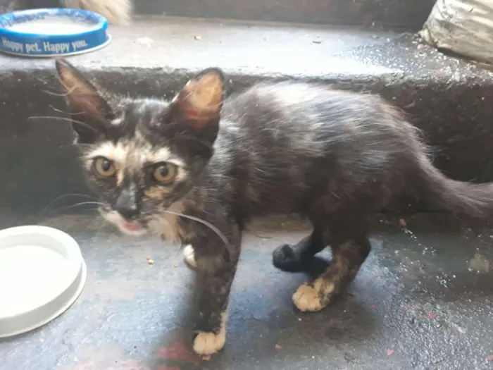 Gato ra a S/D idade 2 a 6 meses nome Pretinha