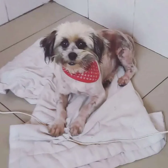 Cachorro ra a Lhasa Apso idade 2 anos nome Lhasa Apso Macho