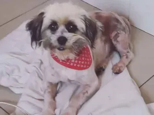 Cachorro raça Lhasa Apso idade 2 anos nome Lhasa Apso Macho