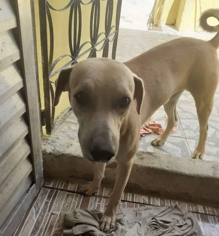 Cachorro ra a Mestiço  idade 7 a 11 meses nome Apolo