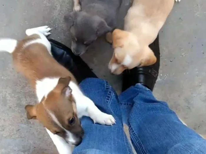 Cachorro ra a Mistura de bassê  idade 2 a 6 meses nome Não tem