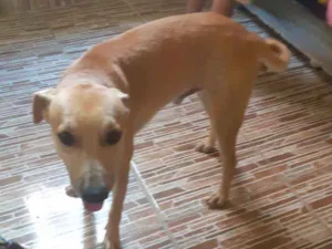 Cachorro raça Mestiço  idade 7 a 11 meses nome Apolo