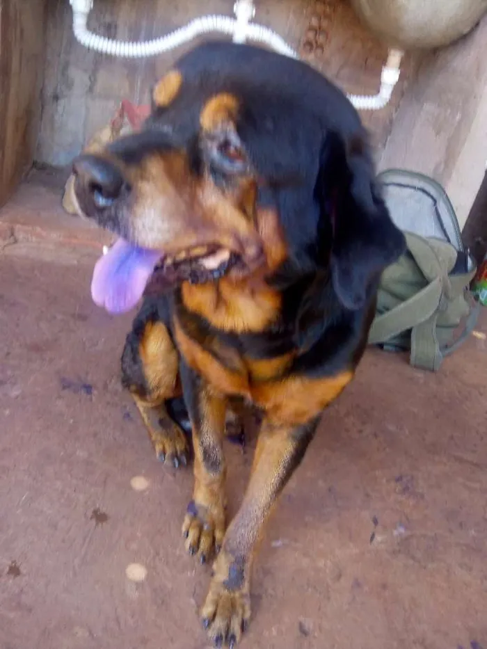 Cachorro ra a  Rottweiler e vira-lata idade 5 anos nome Sheik e thor