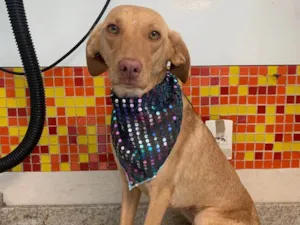 Cachorro raça SRD idade 1 ano nome Sofia 