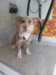 Barbudinho