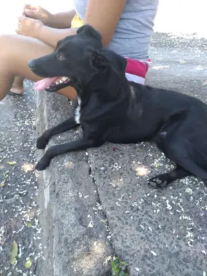 Cachorro raça Indefinida  idade 2 a 6 meses nome Luck