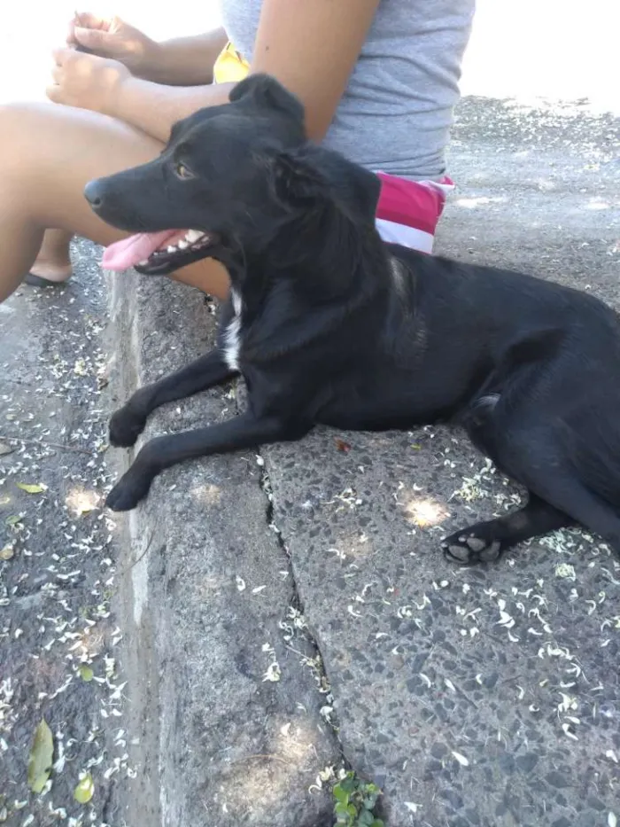 Cachorro ra a Indefinida  idade 2 a 6 meses nome Luck