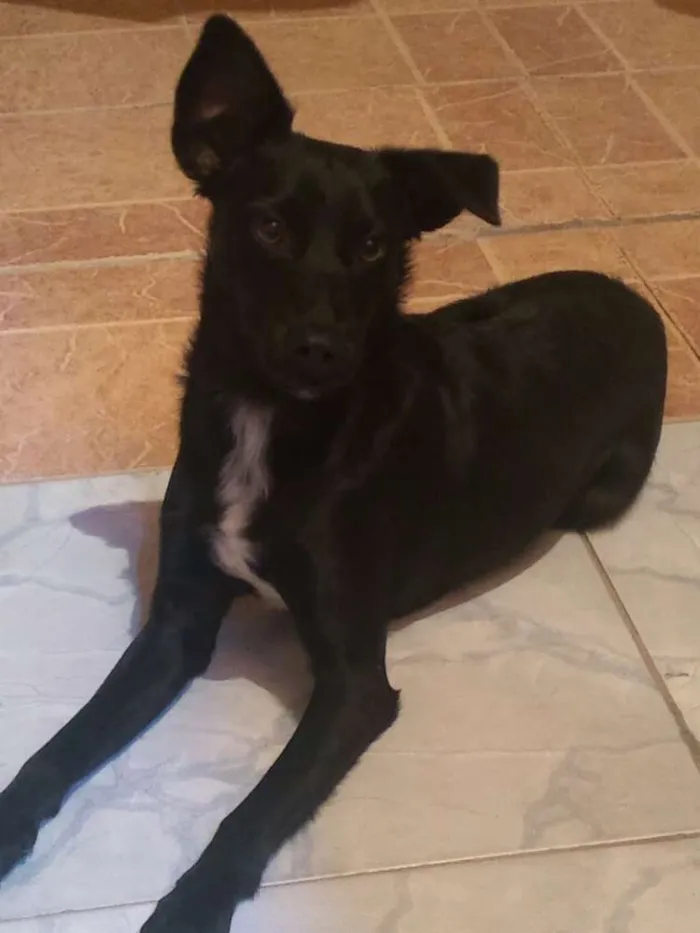 Cachorro ra a Indefinida  idade 2 a 6 meses nome Luck