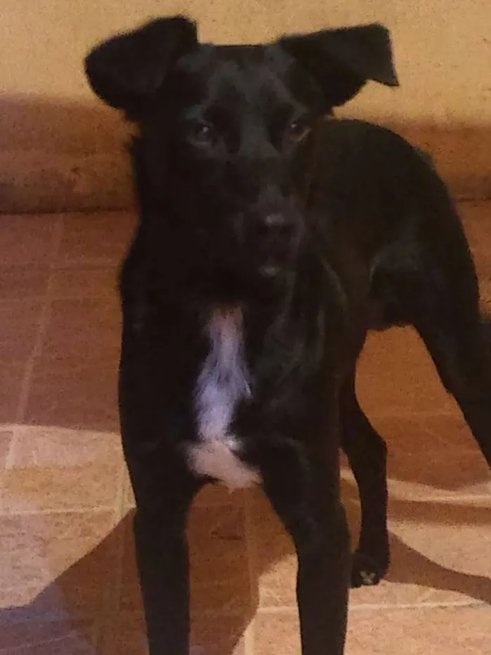 Cachorro ra a Indefinida  idade 2 a 6 meses nome Luck
