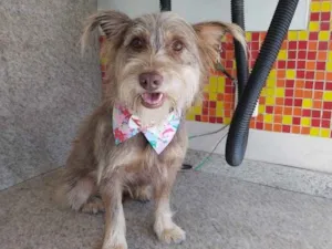 Cachorro raça SRD idade 1 ano nome Barbudinho 