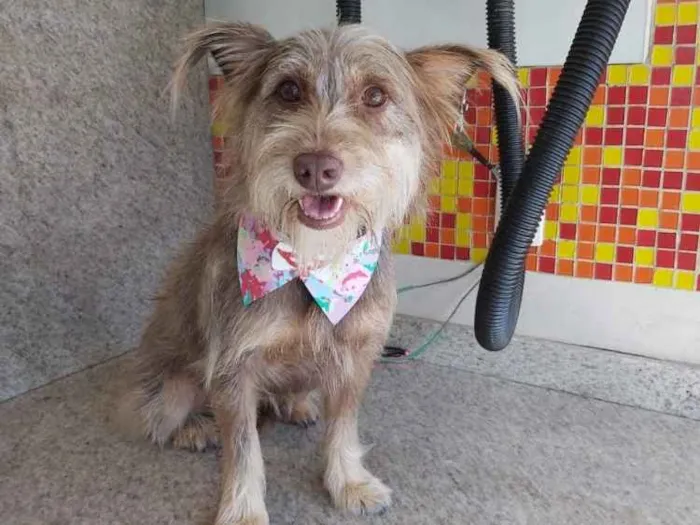 Cachorro ra a SRD idade 1 ano nome Barbudinho 