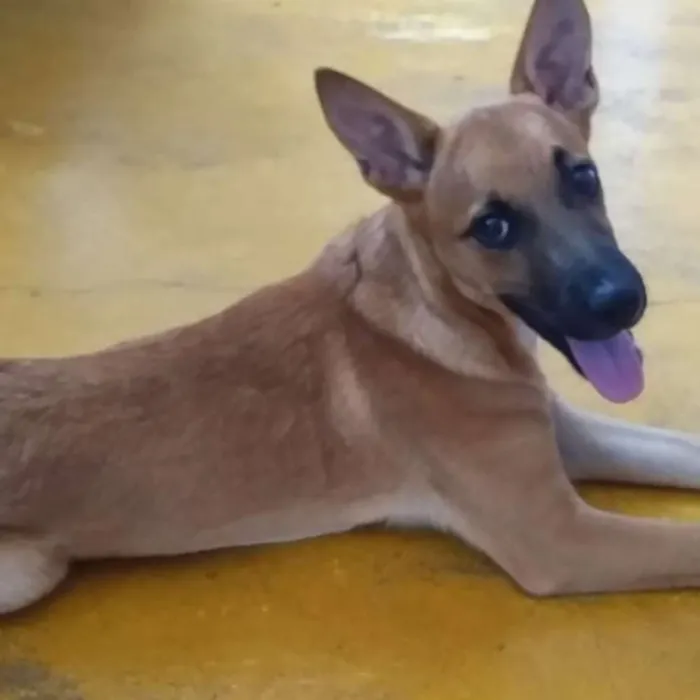 Cachorro ra a  idade 2 a 6 meses nome Duki