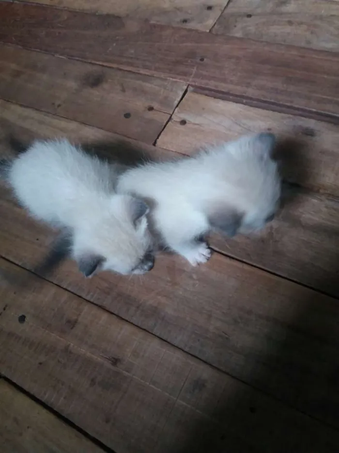 Gato ra a siamês idade Abaixo de 2 meses nome não tem nome