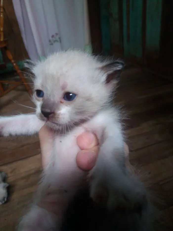 Gato ra a siamês idade Abaixo de 2 meses nome não tem nome