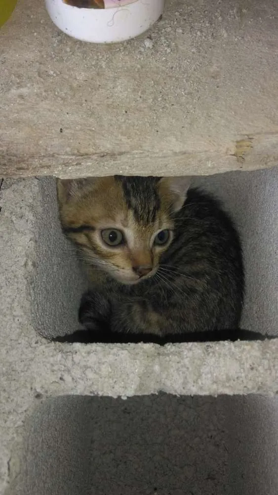 Gato raça  idade Abaixo de 2 meses nome Não tem