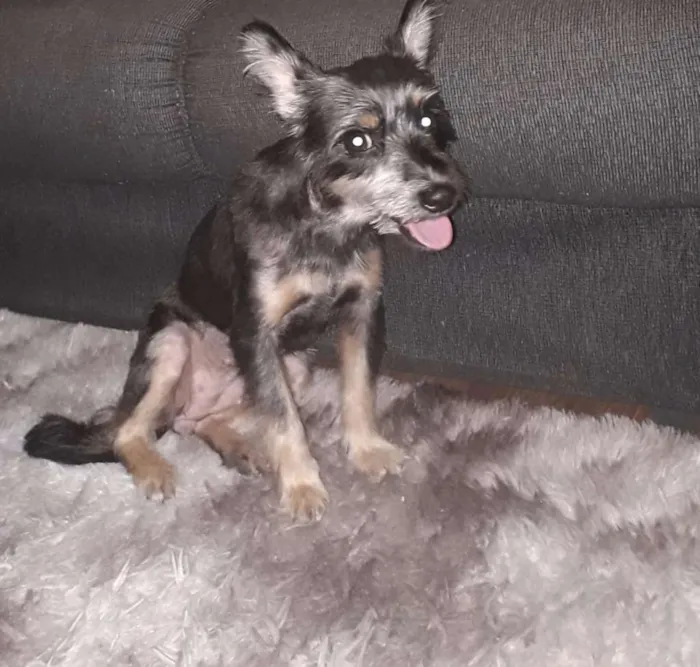 Cachorro raça SRD idade 4 anos nome Belinha