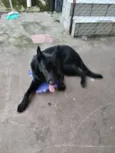 Máximos