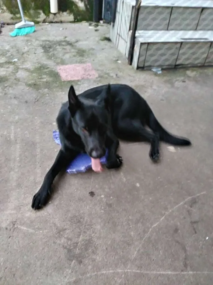 Cachorro ra a Mestiço idade 1 ano nome Máximos