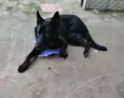 Máximos