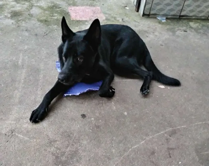 Cachorro ra a Mestiço idade 1 ano nome Máximos