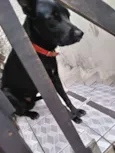 Máximos