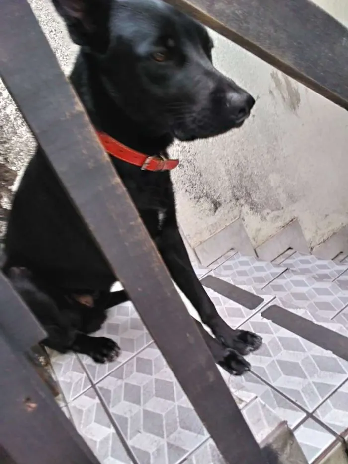 Cachorro ra a Mestiço idade 1 ano nome Máximos