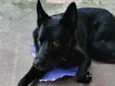 Máximos