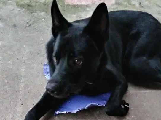 Cachorro ra a Mestiço idade 1 ano nome Máximos