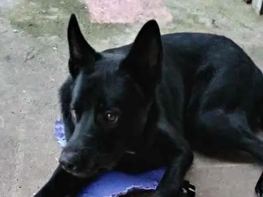 Cachorro ra a Mestiço idade 1 ano nome Máximos