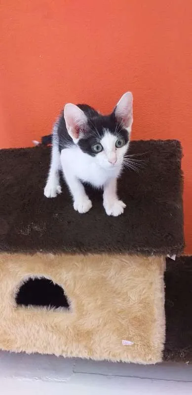 Gato ra a SRD idade 2 a 6 meses nome Blue