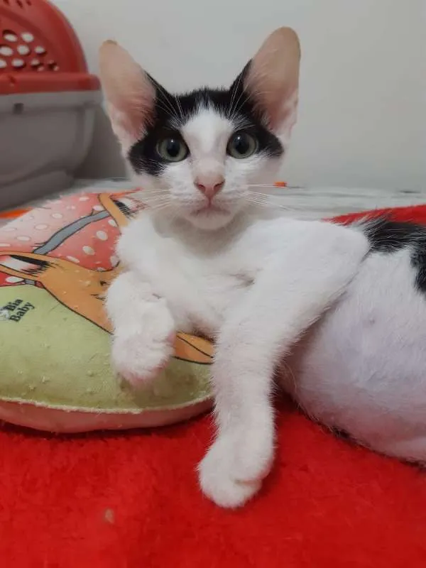 Gato ra a SRD idade 2 a 6 meses nome Blue