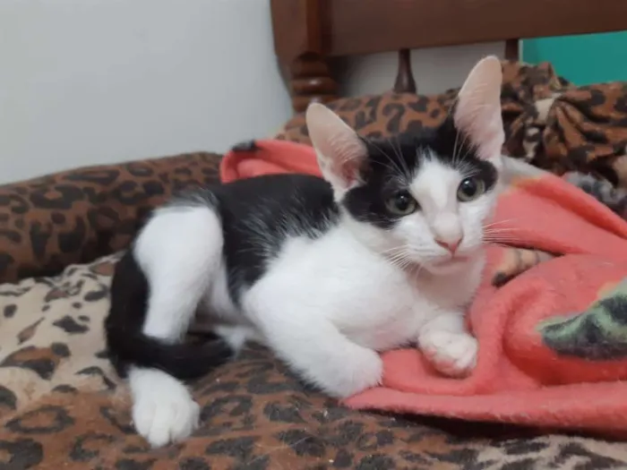 Gato ra a SRD idade 2 a 6 meses nome Blue