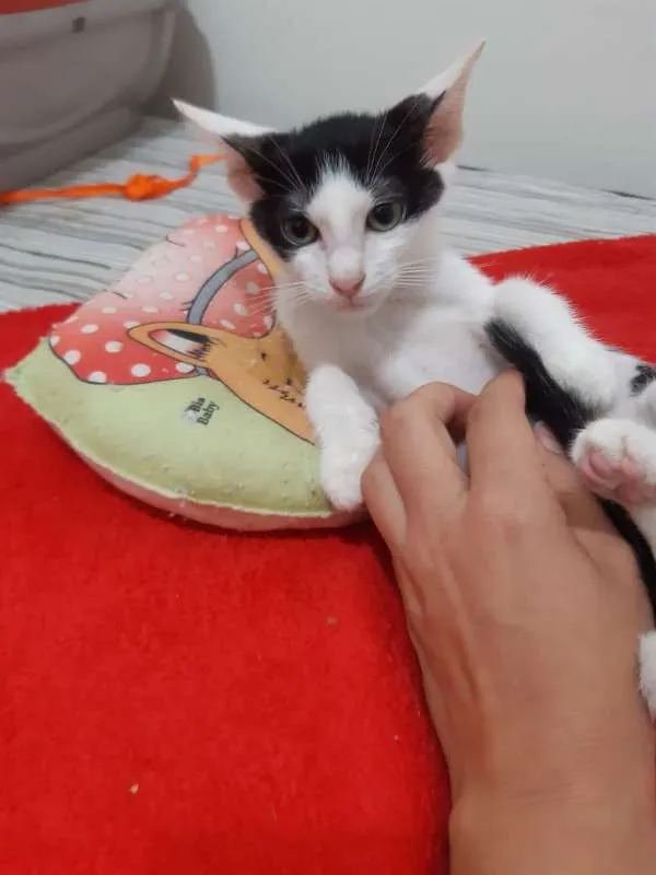 Gato ra a SRD idade 2 a 6 meses nome Blue