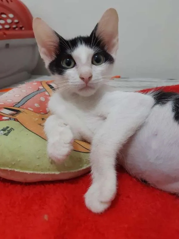 Gato ra a SRD idade 2 a 6 meses nome Blue