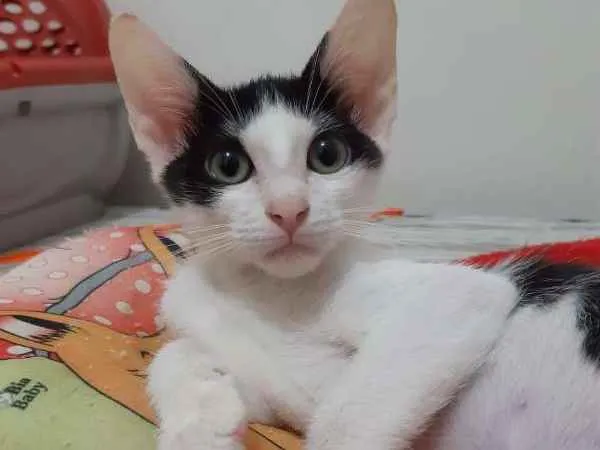 Gato ra a SRD idade 2 a 6 meses nome Blue