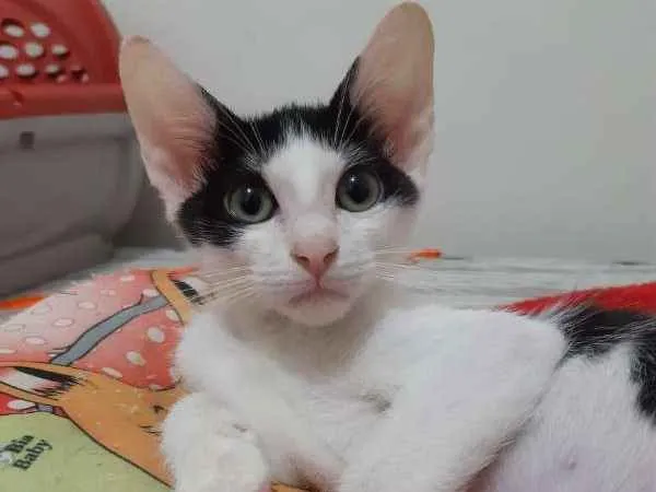Gato ra a SRD idade 2 a 6 meses nome Blue