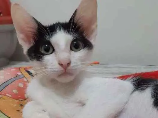 Gato ra a SRD idade 2 a 6 meses nome Blue