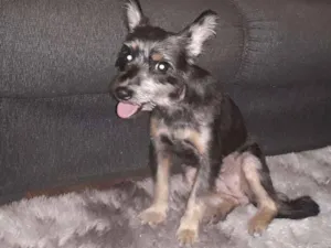 Cachorro raça SRD idade 4 anos nome Belinha