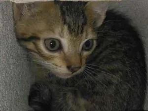 Gato raça  idade Abaixo de 2 meses nome Não tem