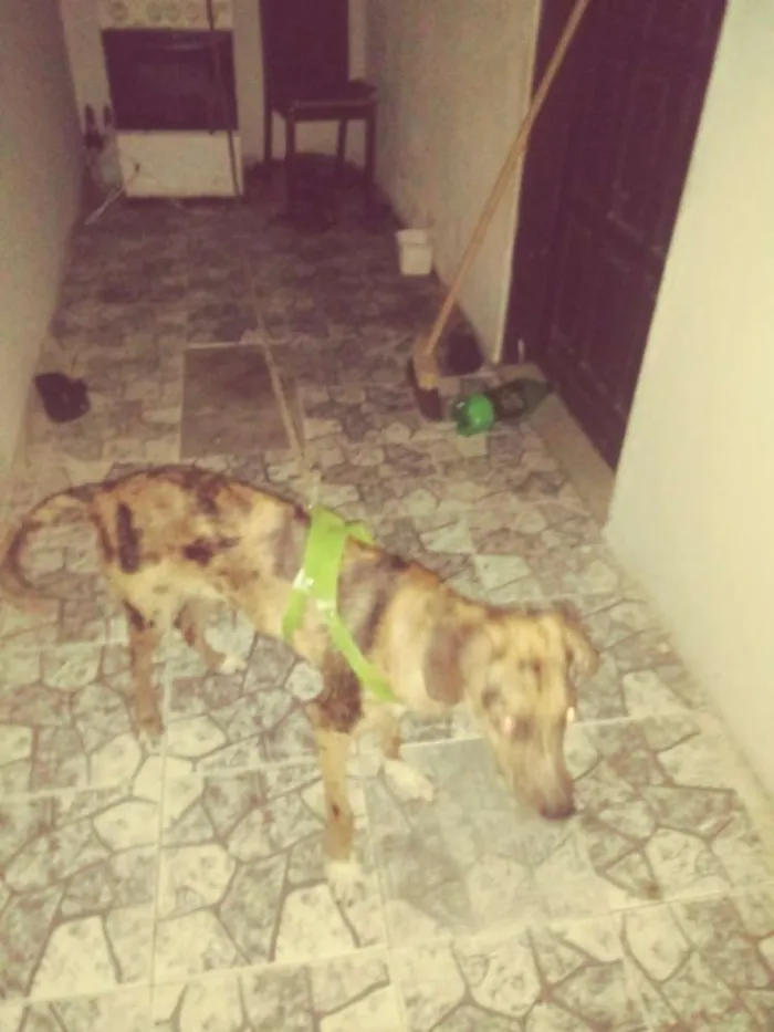 Cachorro raça SRJ idade 2 a 6 meses nome Noeh