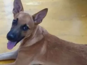 Cachorro raça  idade 2 a 6 meses nome Duki