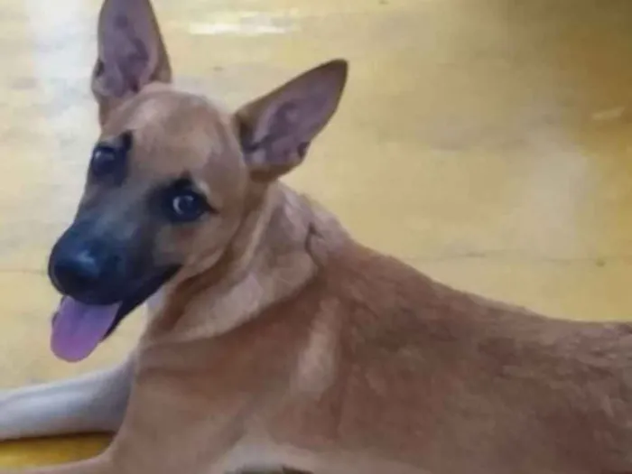 Cachorro ra a  idade 2 a 6 meses nome Duki