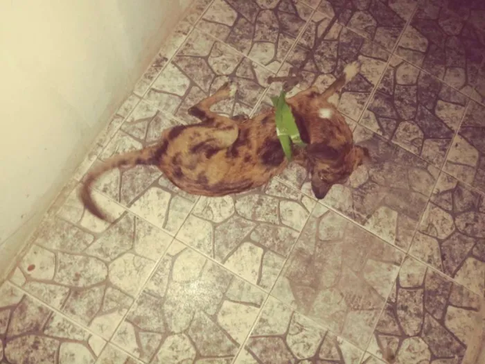 Cachorro raça SRJ idade 2 a 6 meses nome Noeh