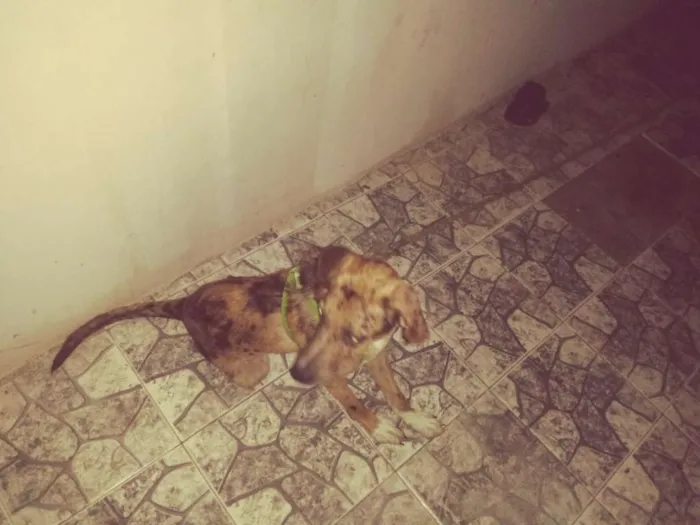 Cachorro raça SRJ idade 2 a 6 meses nome Noeh