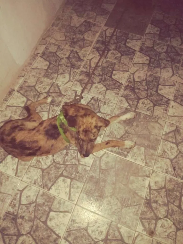 Cachorro raça SRJ idade 2 a 6 meses nome Noeh